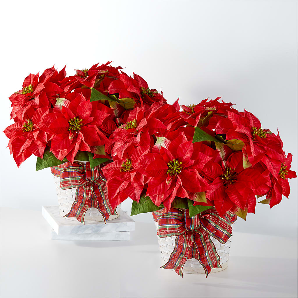 Happiest Holidays Poinsettia Bundle – Beaver Creek Florist, Markham ON