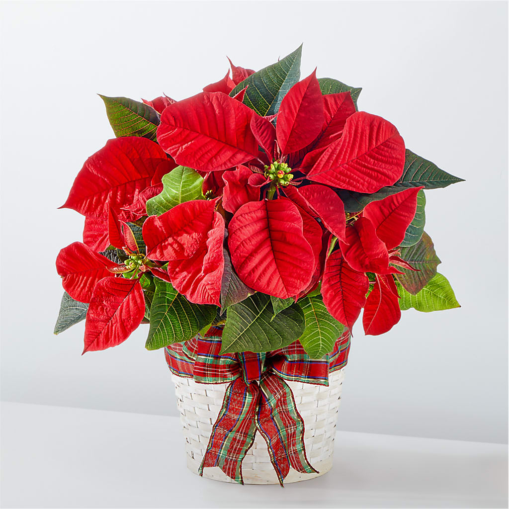 Happiest Holidays Poinsettia – Beaver Creek Florist, Markham ON
