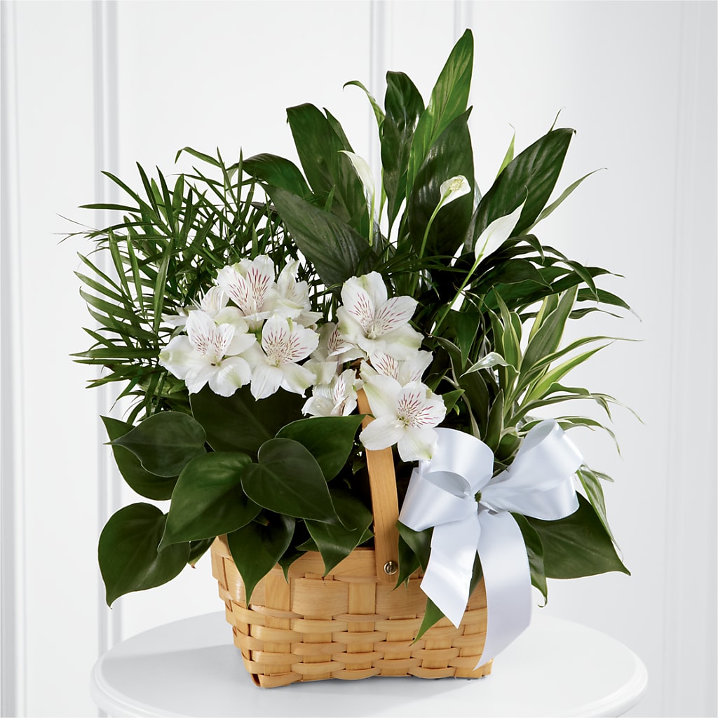 Peace & Serenity Dishgarden – Beaver Creek Florist, Markham ON