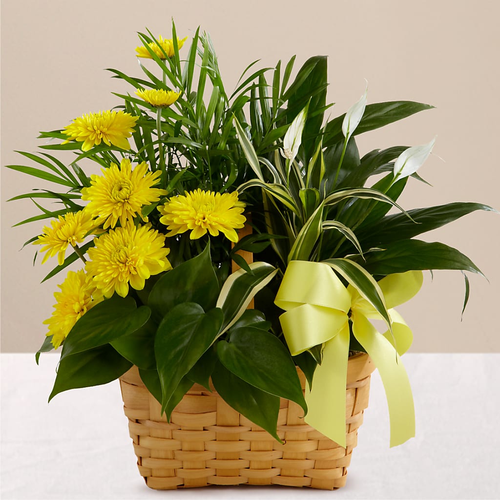 Loving Light Dishgarden – Beaver Creek Florist, Markham ON