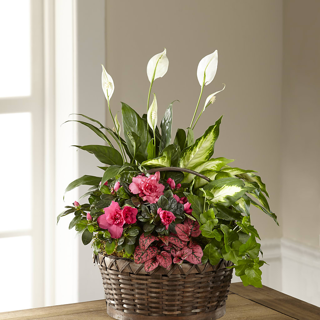 Dream in Pink Dishgarden – Beaver Creek Florist, Markham ON