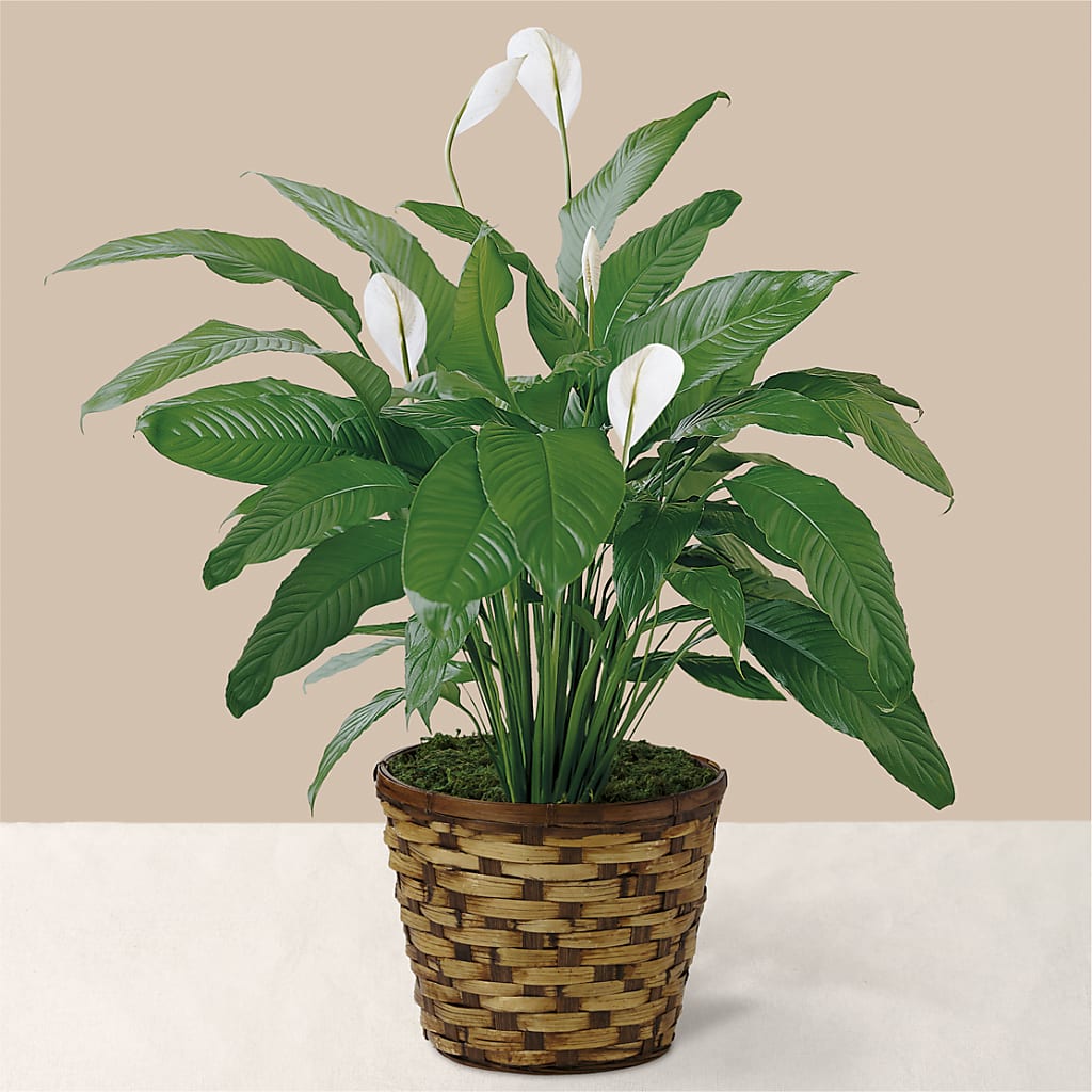 Tranquil Moments Peace Lily Plant – Beaver Creek Florist, Markham ON