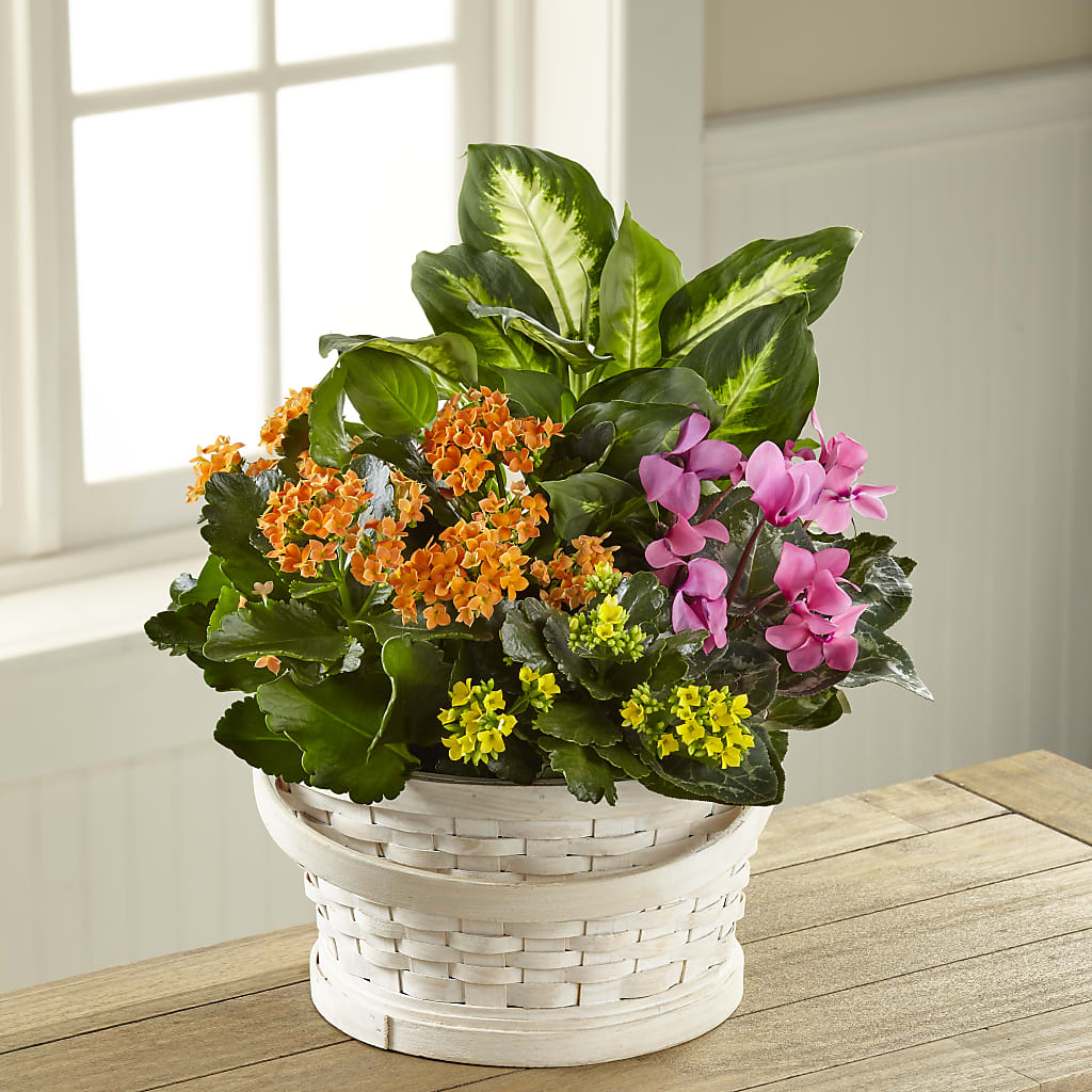 Color Crush Dishgarden – Beaver Creek Florist, Markham ON