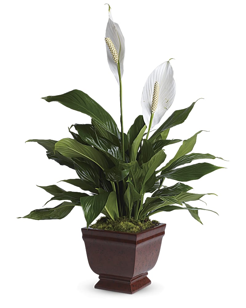 Peace Lily Plant Tribute – Beaver Creek Florist, Markham ON