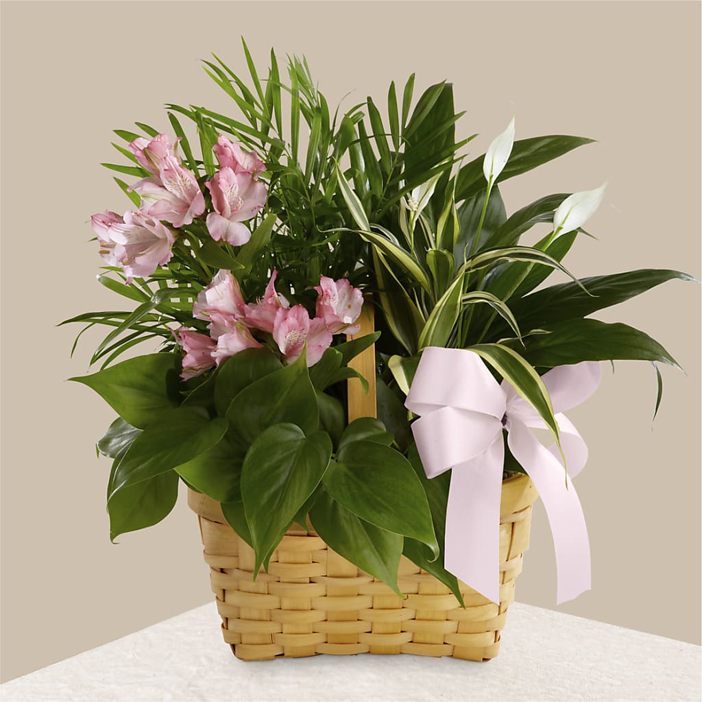 Living Spirit Dishgarden – Beaver Creek Florist, Markham ON