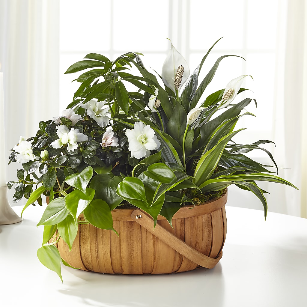 Serene Dishgarden – Beaver Creek Florist, Markham ON