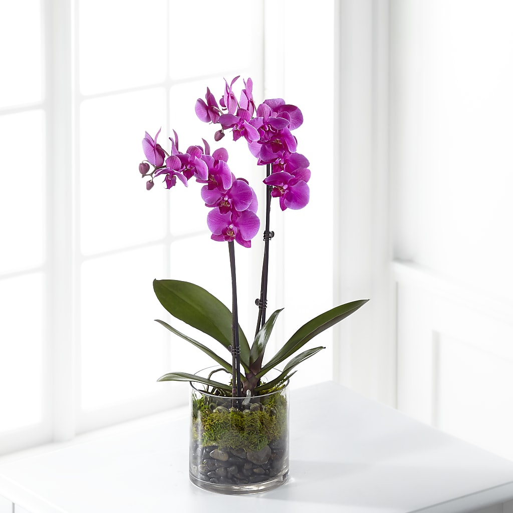 Pink Orchid Plant – Beaver Creek Florist, Markham ON
