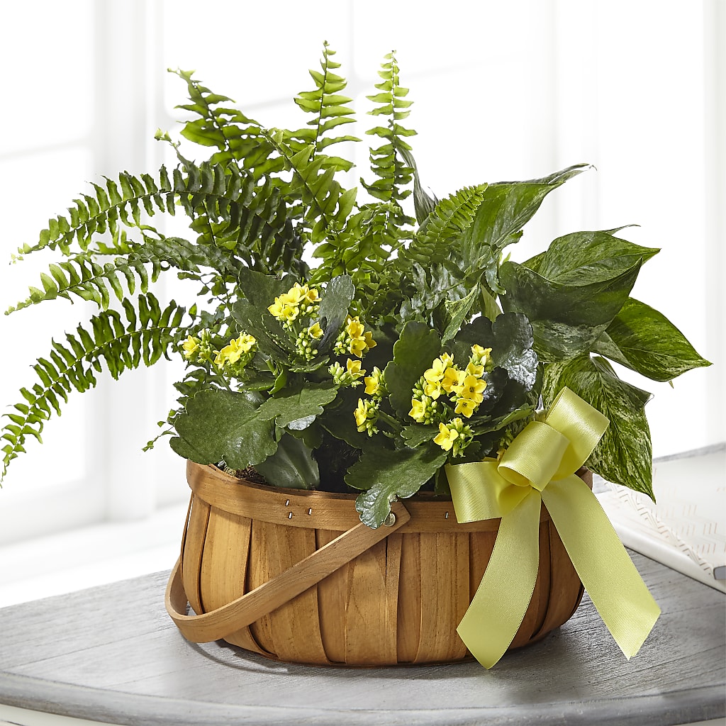 Always Dear Dishgarden – Beaver Creek Florist, Markham ON