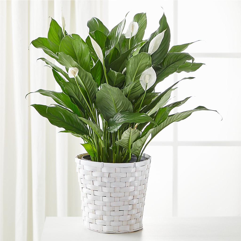 A New Leaf Peace Lily – Beaver Creek Florist, Markham ON