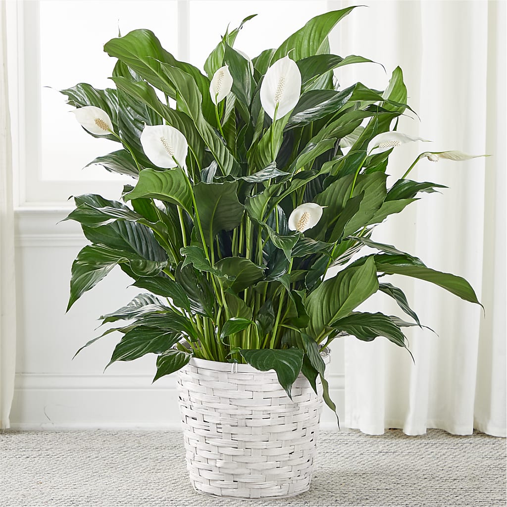 A New Leaf Peace Lily – Beaver Creek Florist, Markham ON