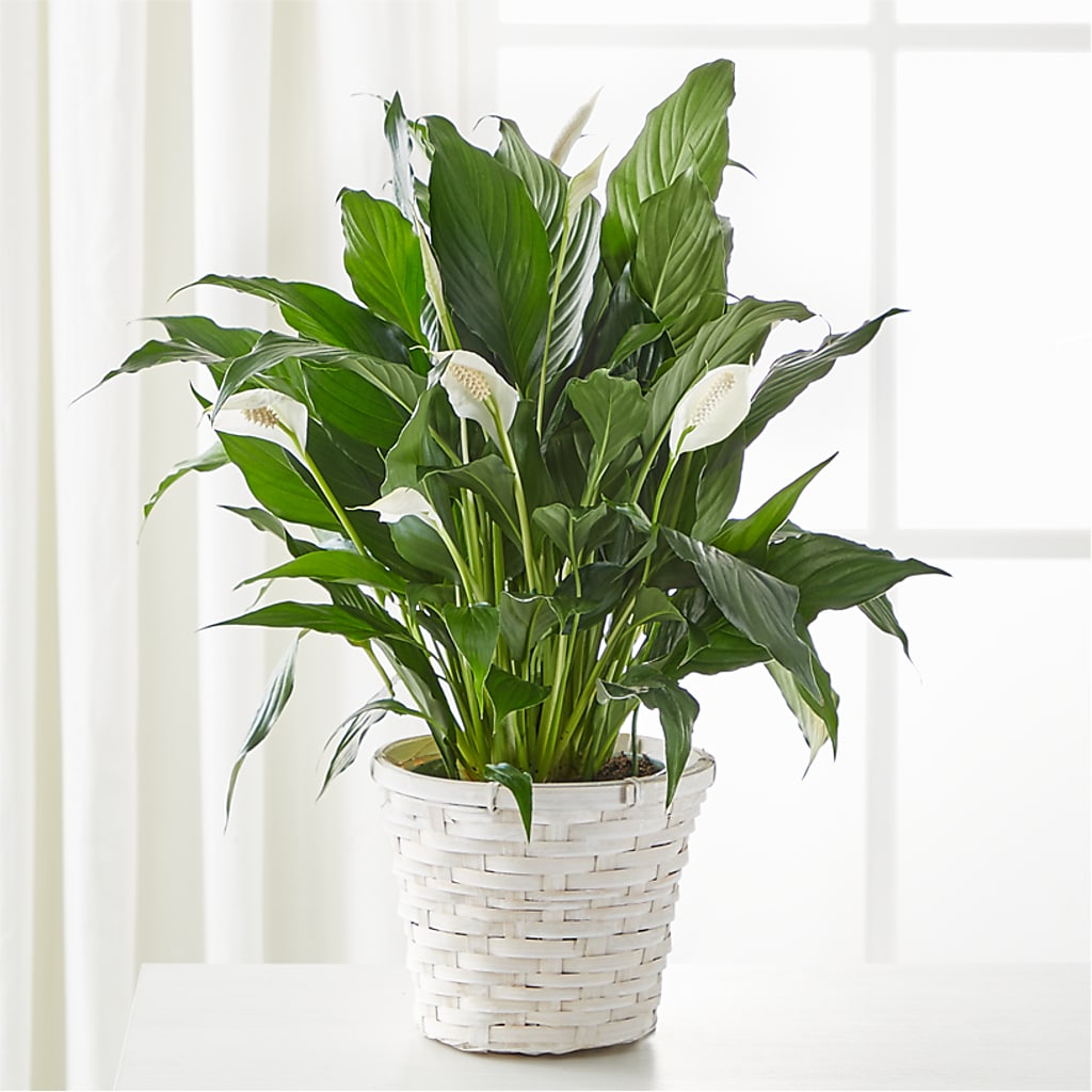 A New Leaf Peace Lily – Beaver Creek Florist, Markham ON