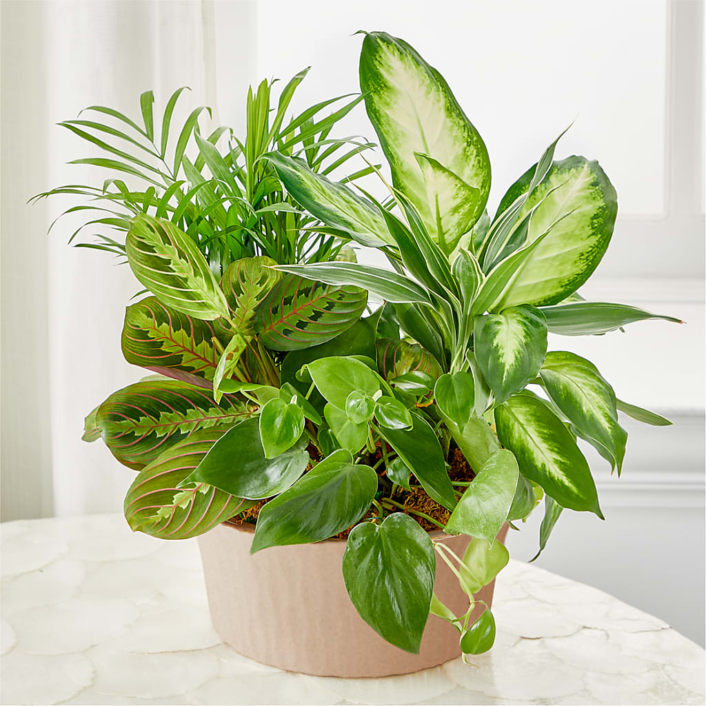 Balance & Harmony Dishgarden – Beaver Creek Florist, Markham ON