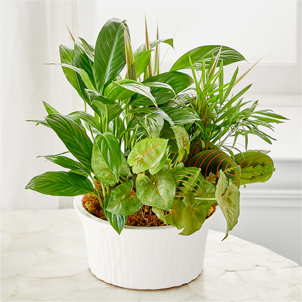 Balance & Harmony Dishgarden – Beaver Creek Florist, Markham ON