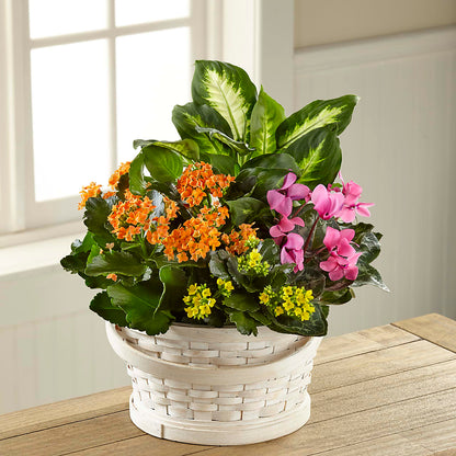 Color Crush Dishgarden –  Beaver Creek Florist, Markham ON