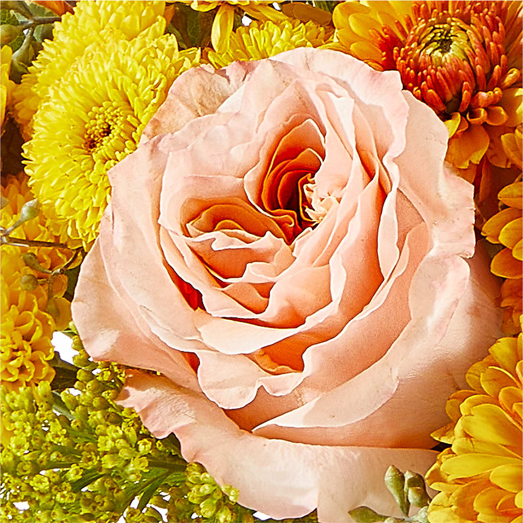 Peachy Pumpkin –  Beaver Creek Florist, Markham ON