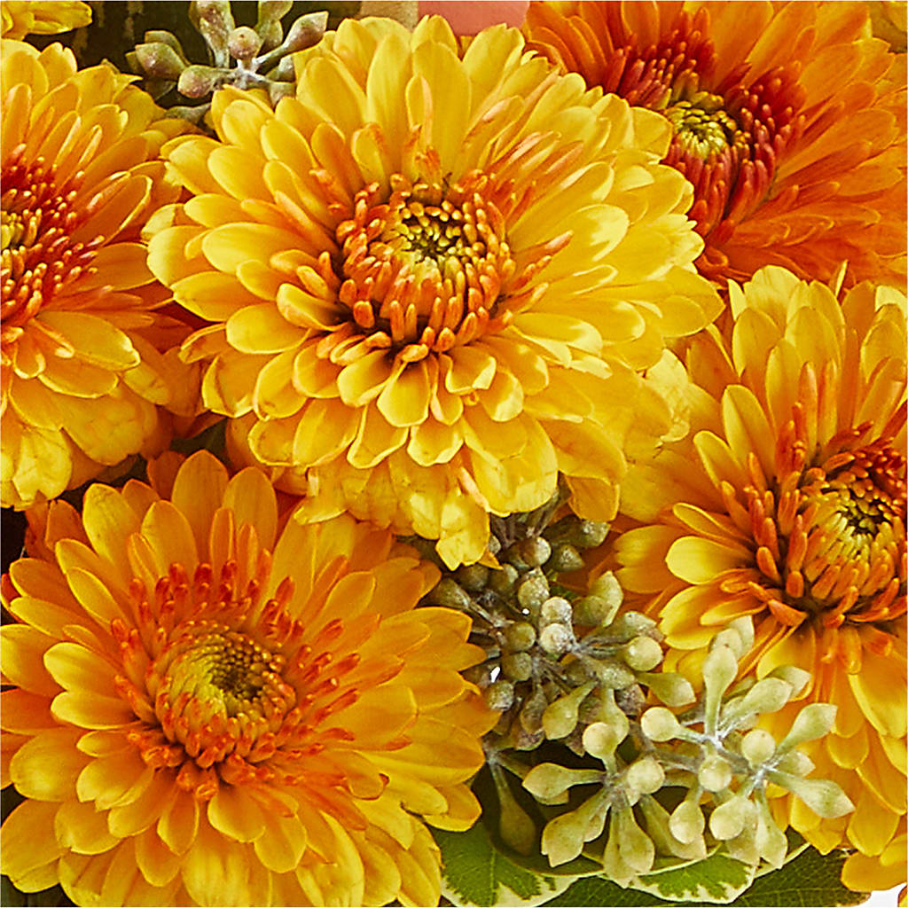 Peachy Pumpkin –  Beaver Creek Florist, Markham ON