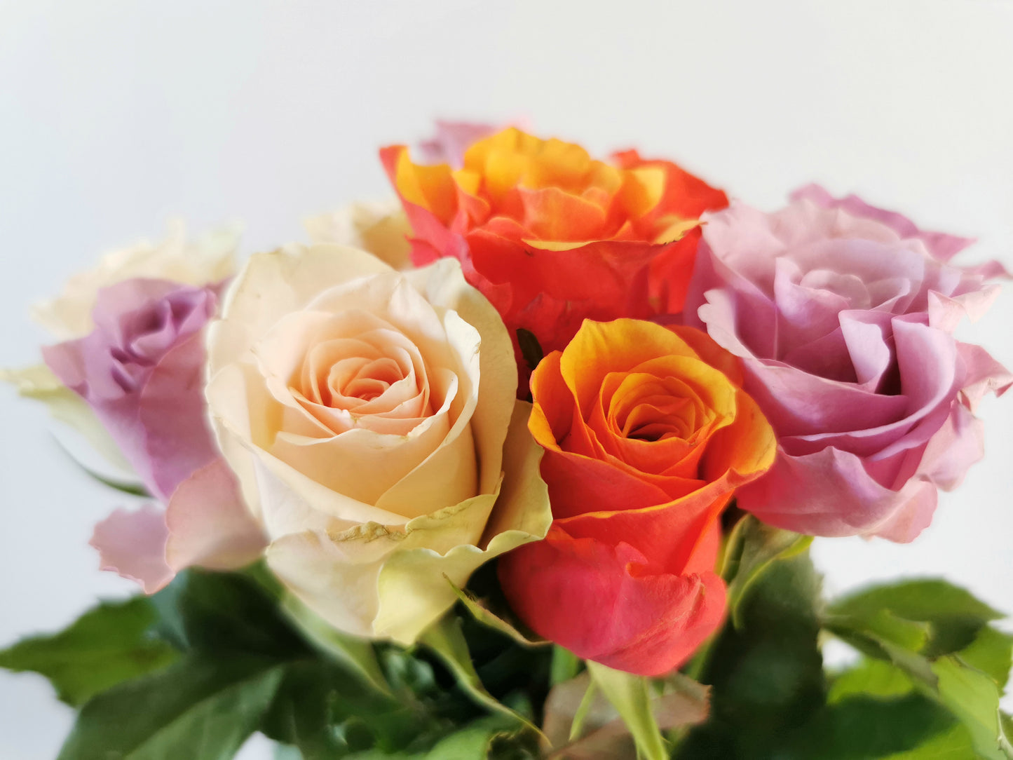 Heart of Roses