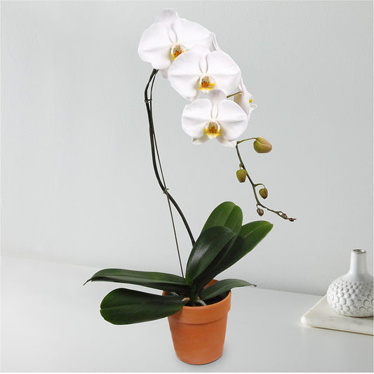 Orquídea blanca en cascada