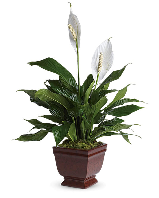 Peace Lily Plant Tribute