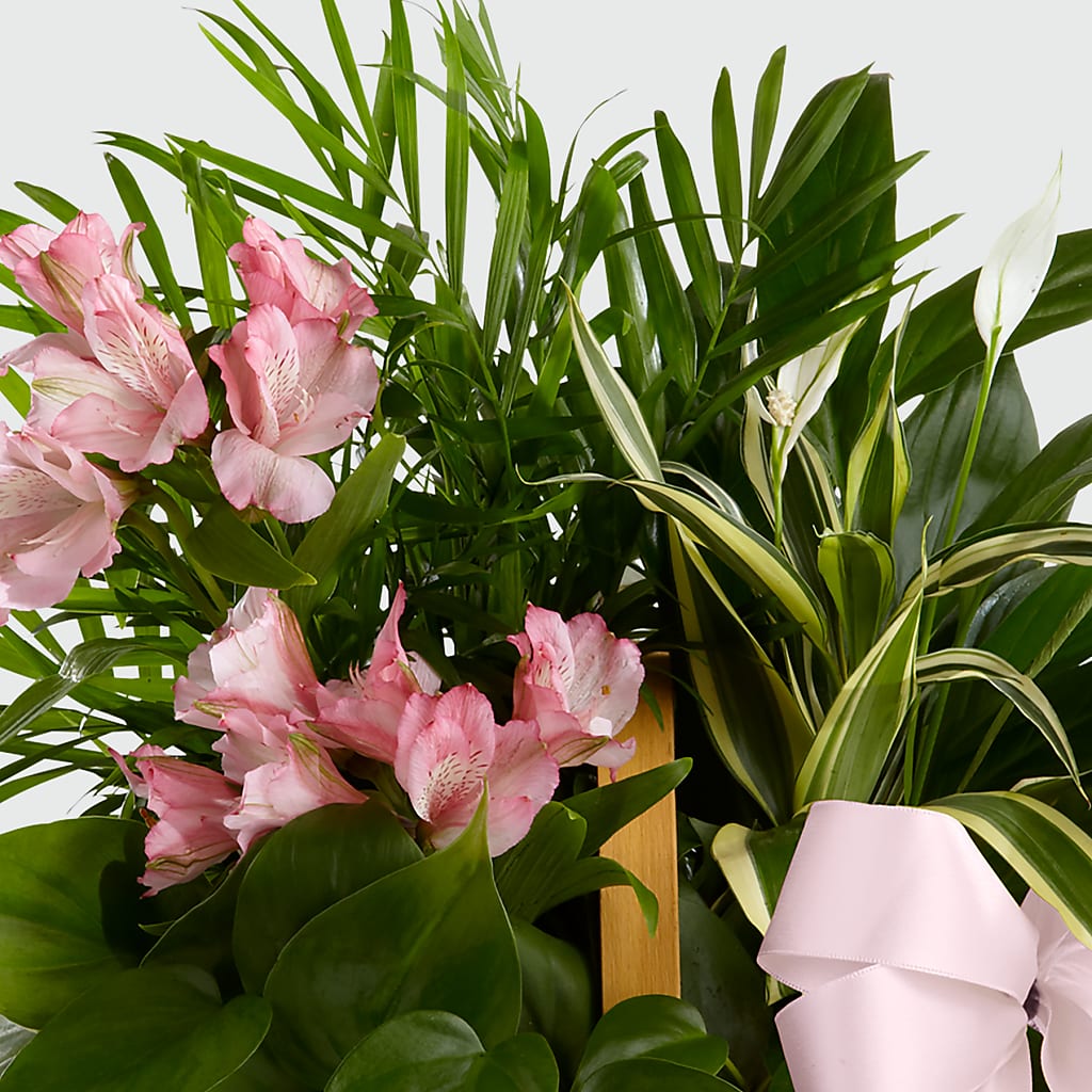 Living Spirit Dishgarden –  Beaver Creek Florist, Markham ON