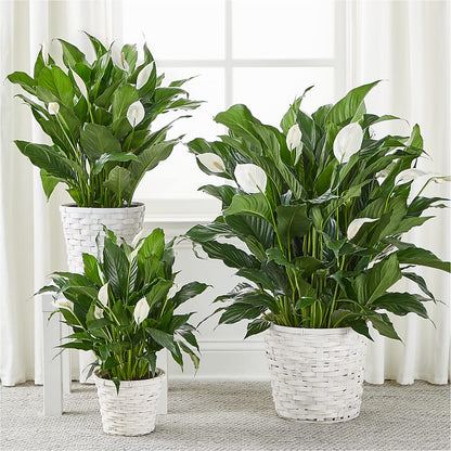 A New Leaf Peace Lily –  Beaver Creek Florist, Markham ON