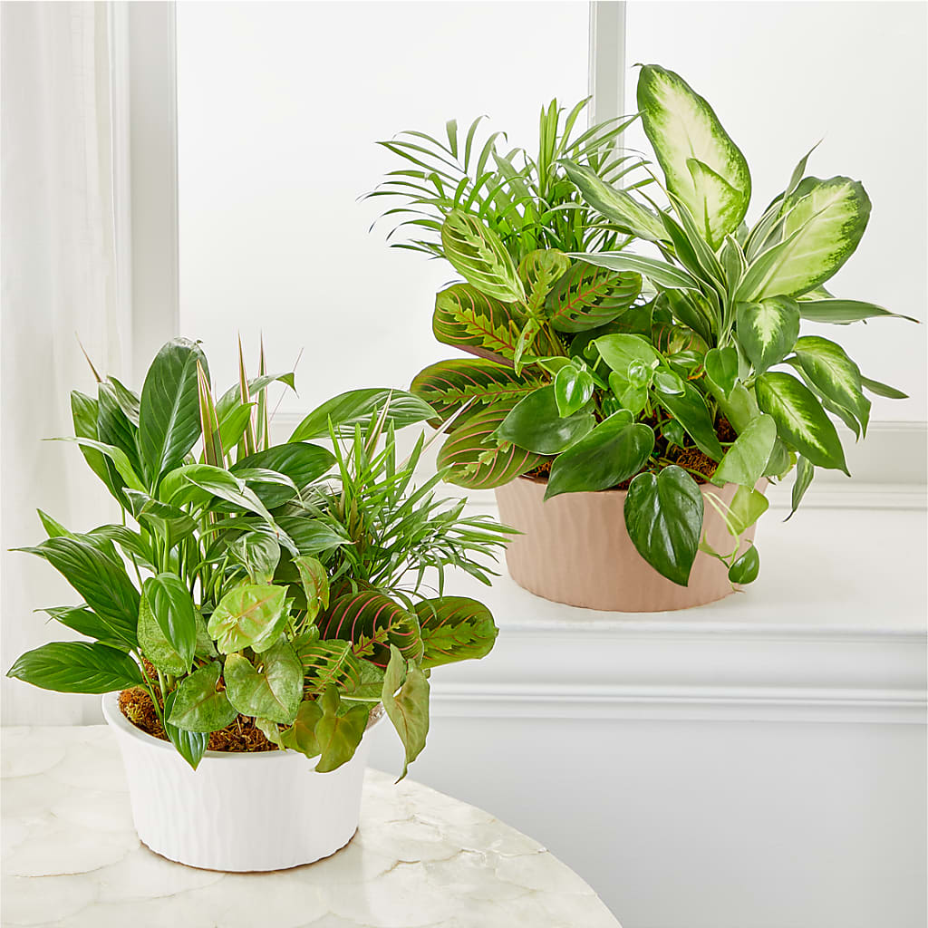 Balance & Harmony Dishgarden –  Beaver Creek Florist, Markham ON